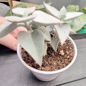 *Live* *Rare* Silver Teaspoon Succulent Plant Potted  (Comes With A Free Gift)